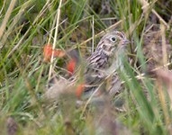 Vesper Sparrow 4030